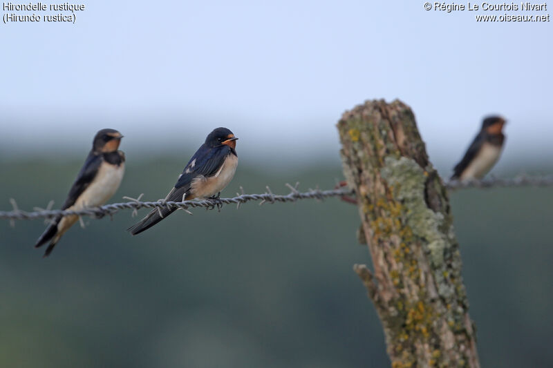 Barn Swallow