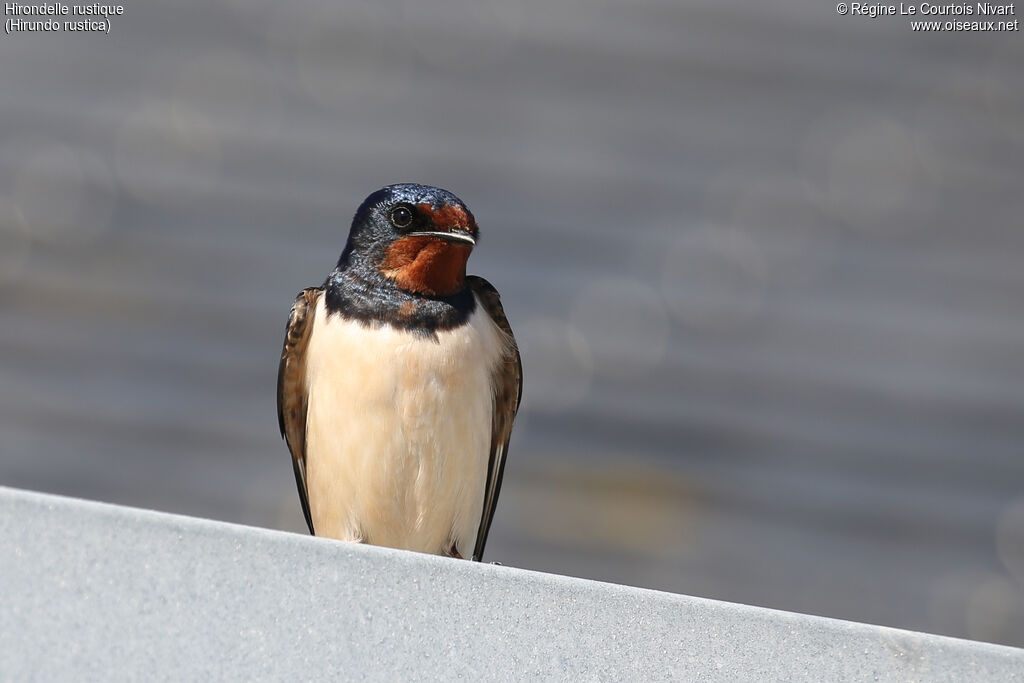 Hirondelle rustique - Hirondelle de cheminée<br />