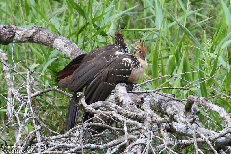 Hoazin huppéimmature, pigmentation