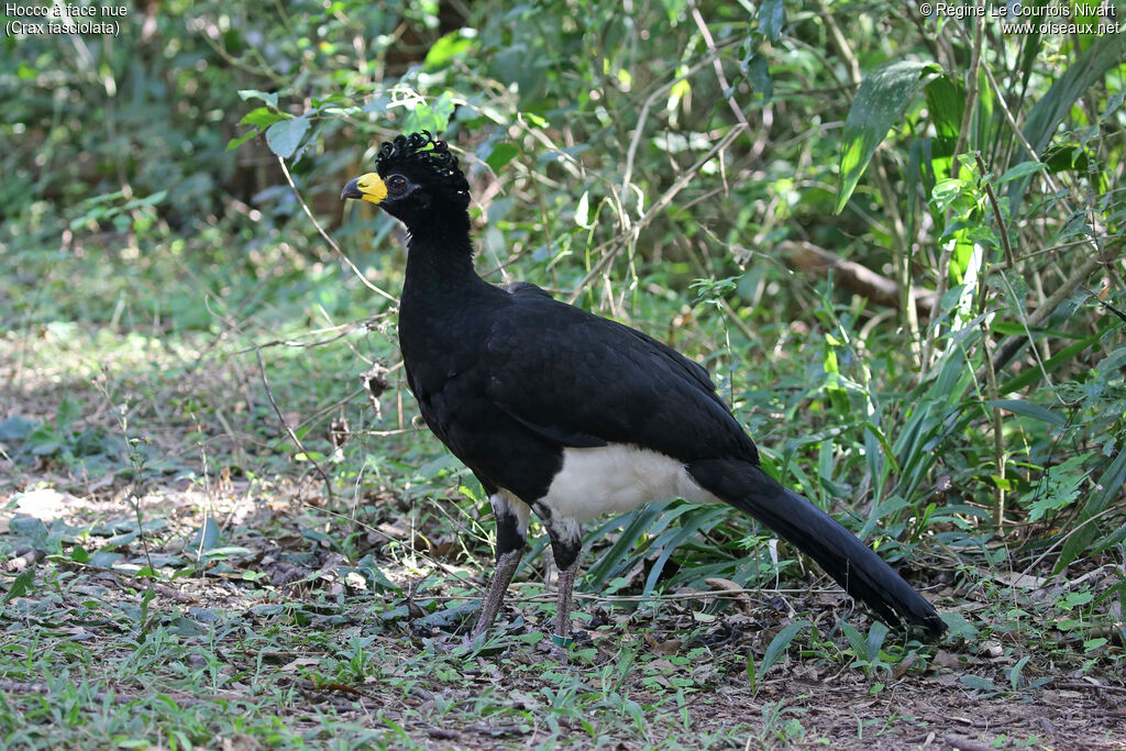 Bare-faced Curassow male