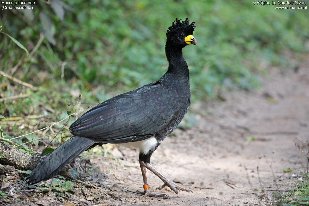 Bare-faced Curassow male