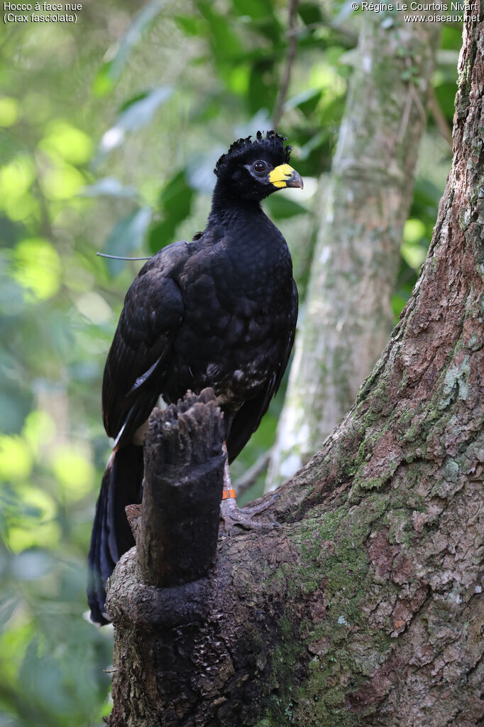 Bare-faced Curassow male
