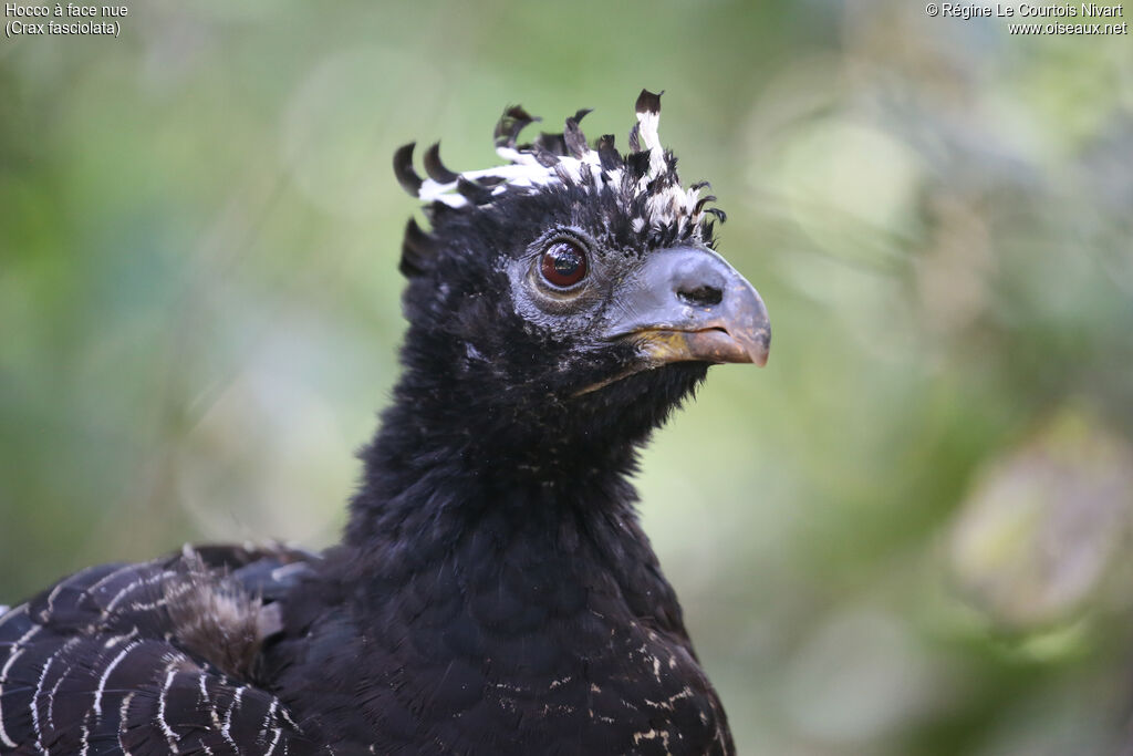 Bare-faced Curassow female, close-up portrait