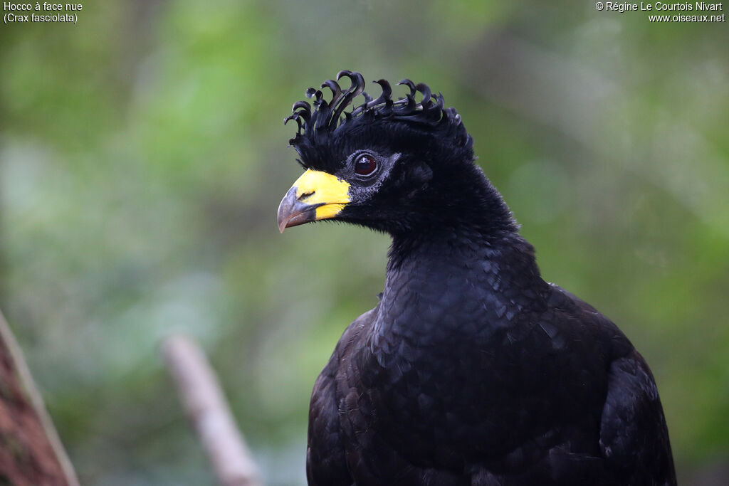 Bare-faced Curassow male, close-up portrait