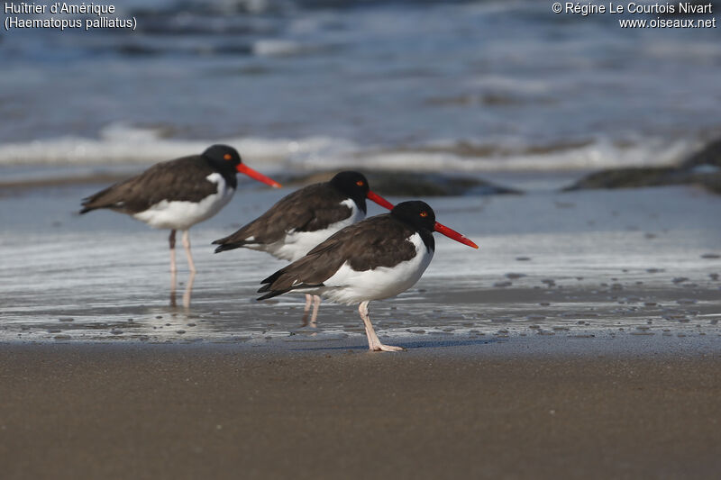 American Oystercatcher