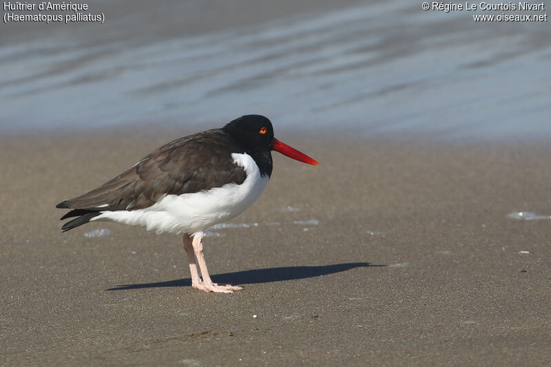 American Oystercatcher