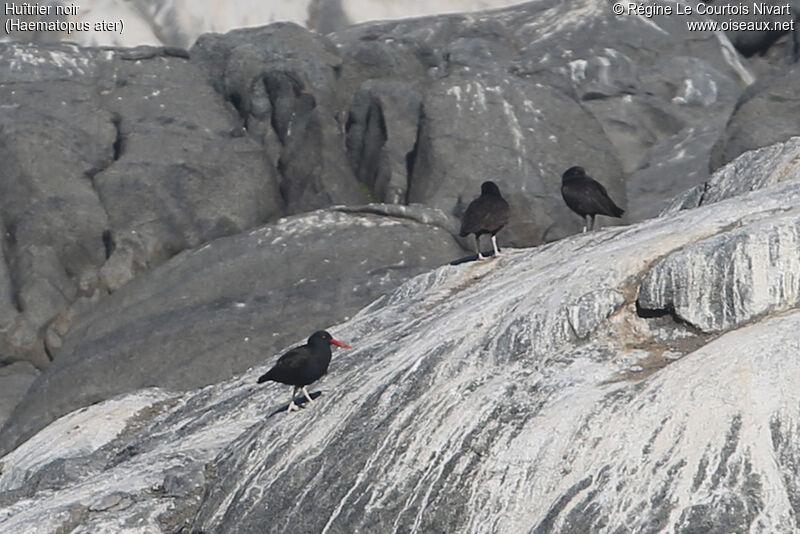 Blackish Oystercatcher