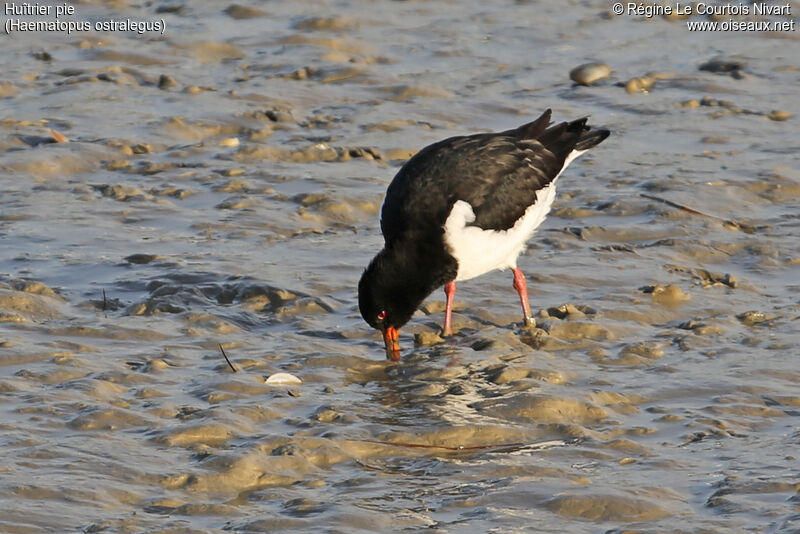 Eurasian Oystercatcher