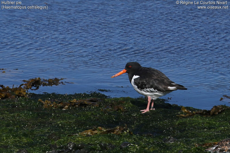 Eurasian Oystercatcher