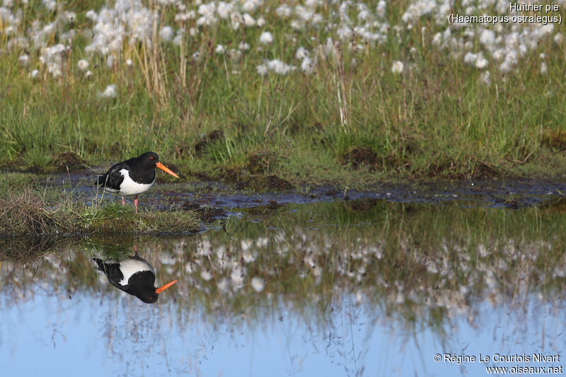 Eurasian Oystercatcher