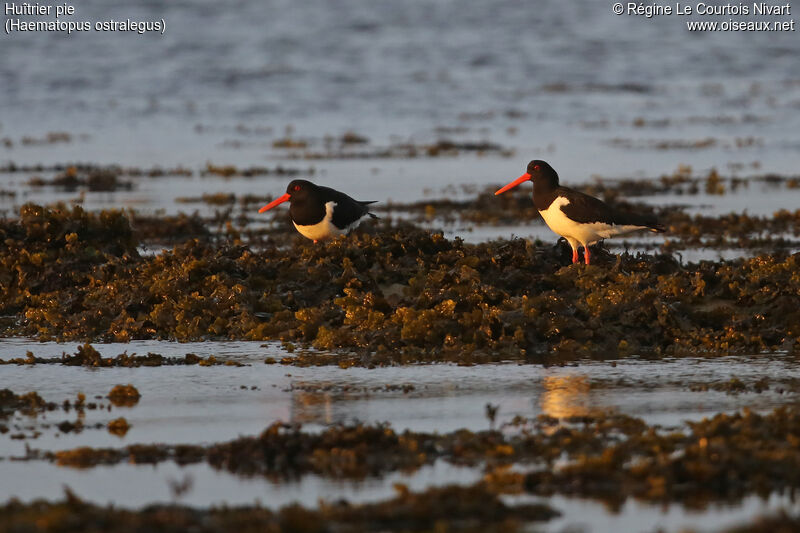 Eurasian Oystercatcher