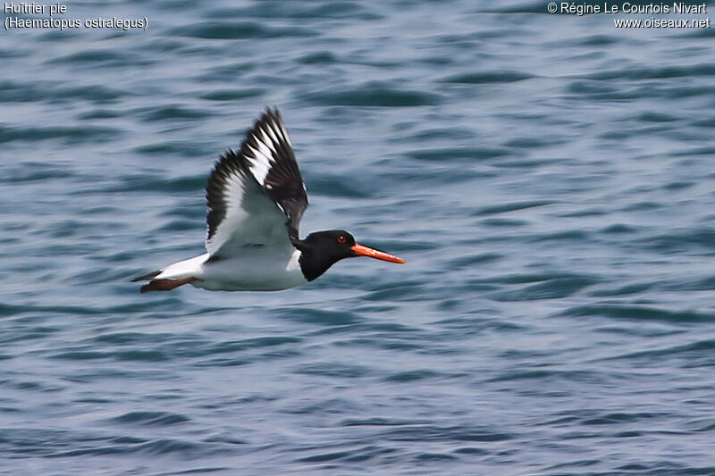 Eurasian Oystercatcher