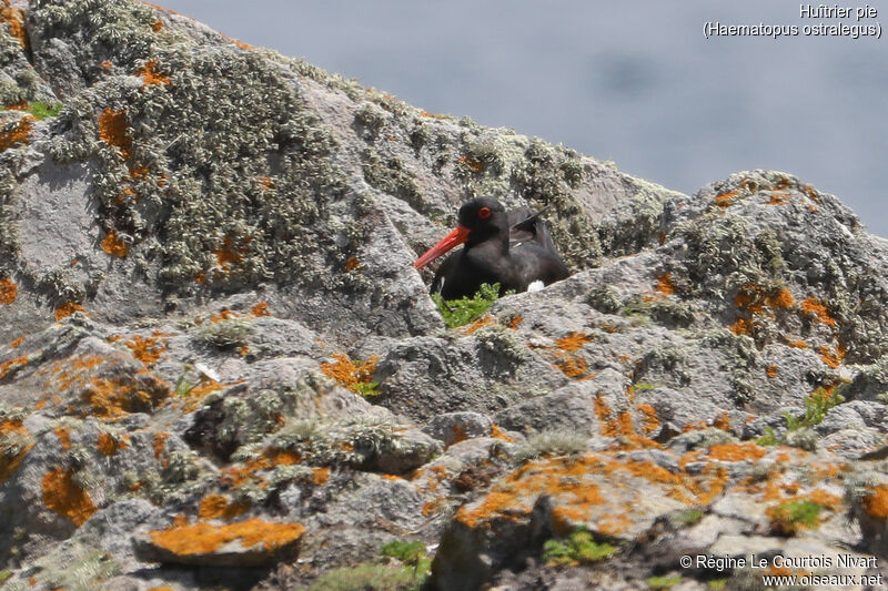 Eurasian Oystercatcher