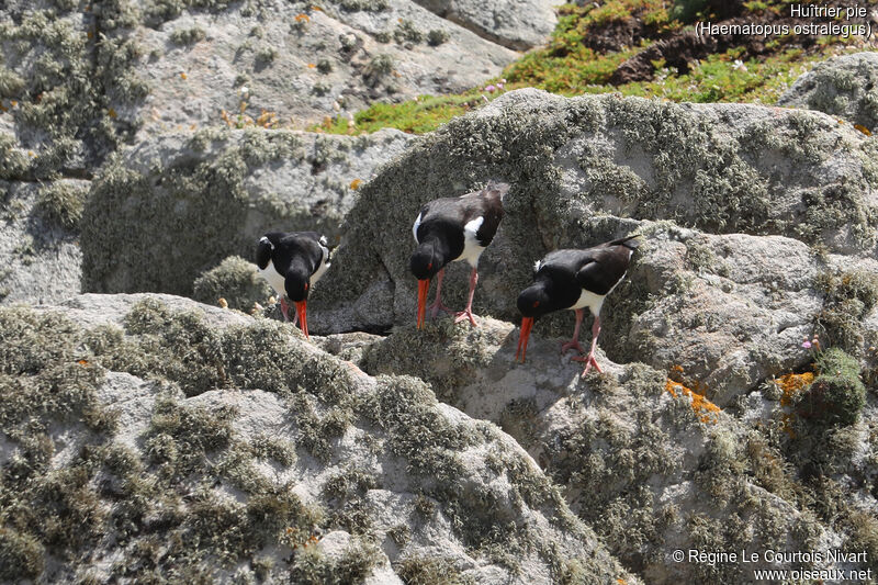 Eurasian Oystercatcher