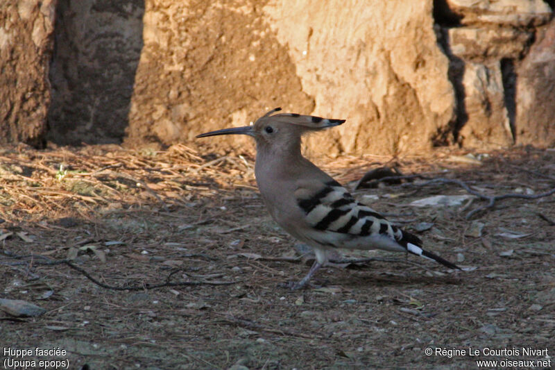 Eurasian Hoopoe