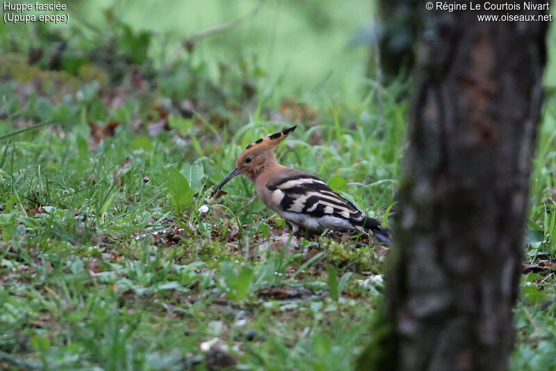 Eurasian Hoopoe