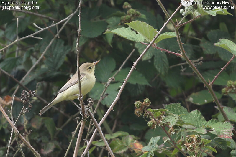 Melodious Warbler