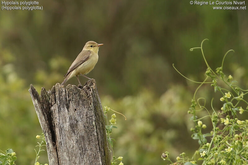 Melodious Warbler