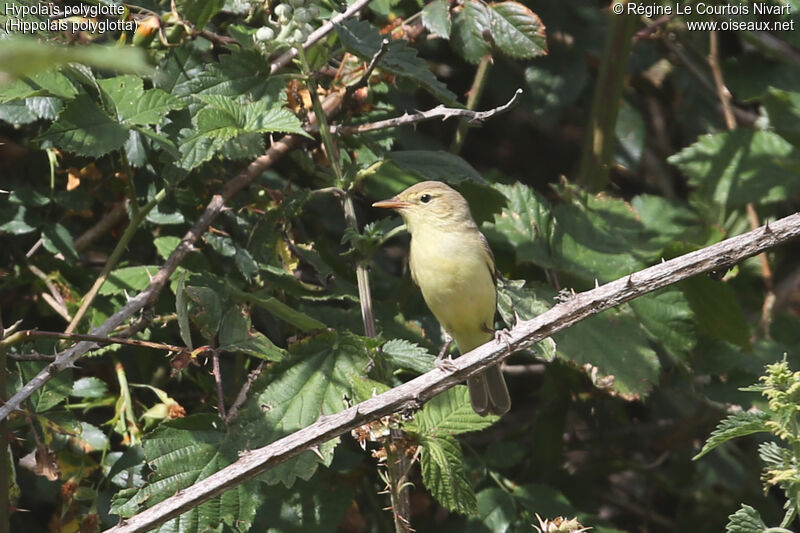 Melodious Warbler