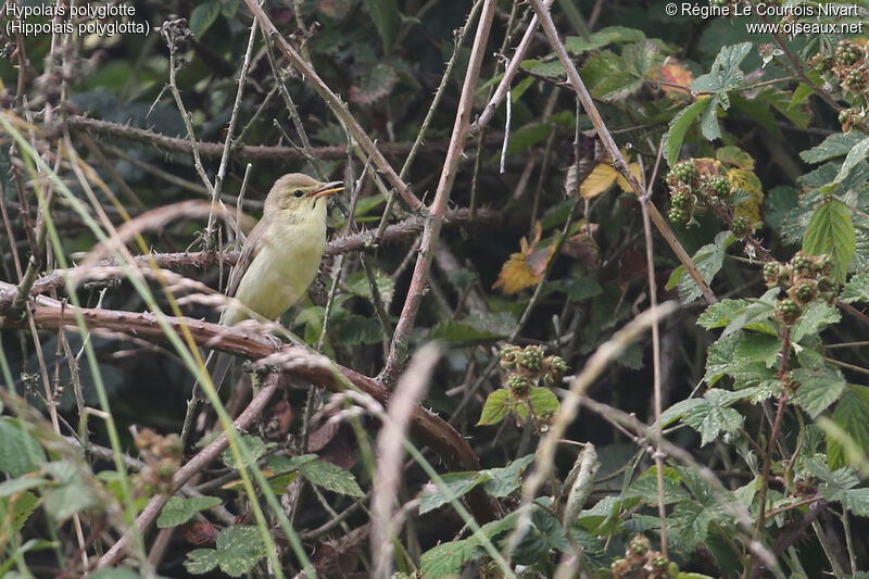 Melodious Warbler