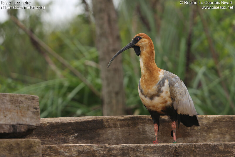 Black-faced Ibis