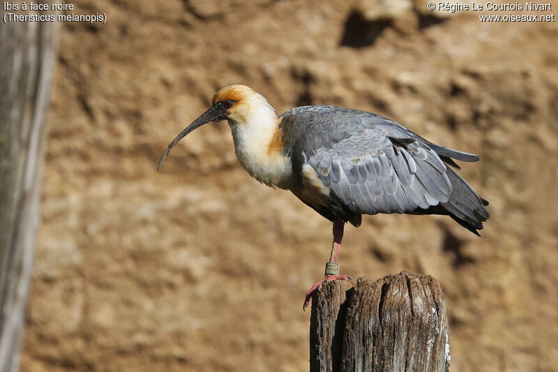 Black-faced Ibis