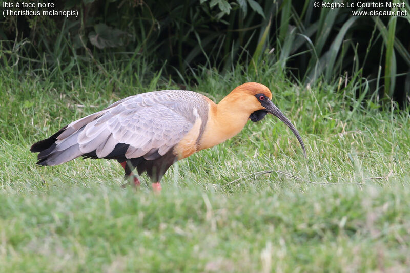 Black-faced Ibis