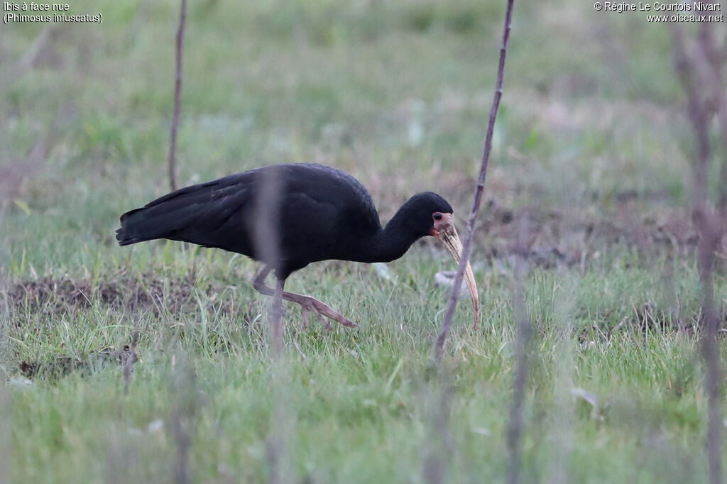 Ibis à face nue