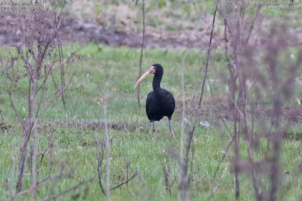 Ibis à face nue