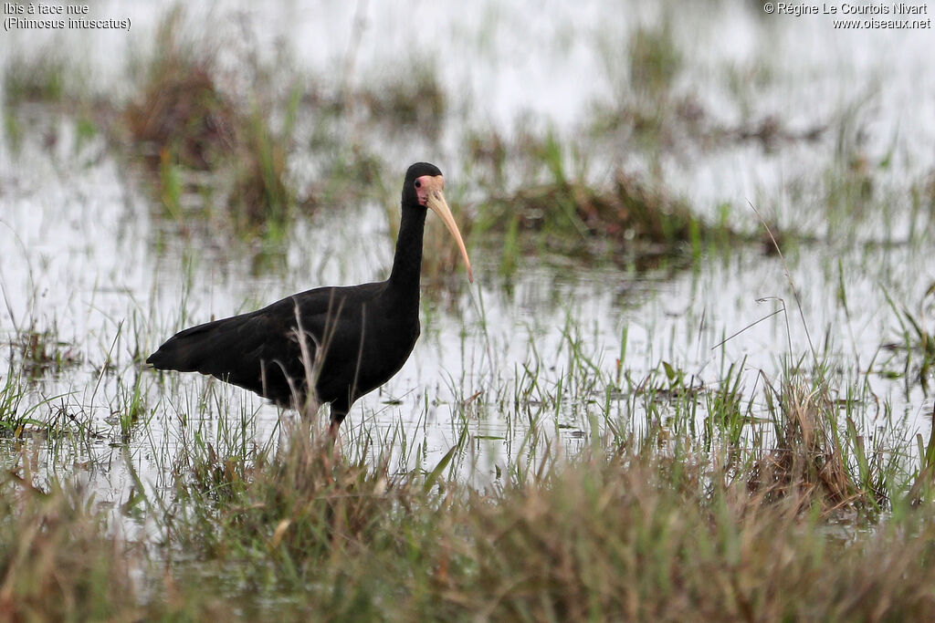 Bare-faced Ibis