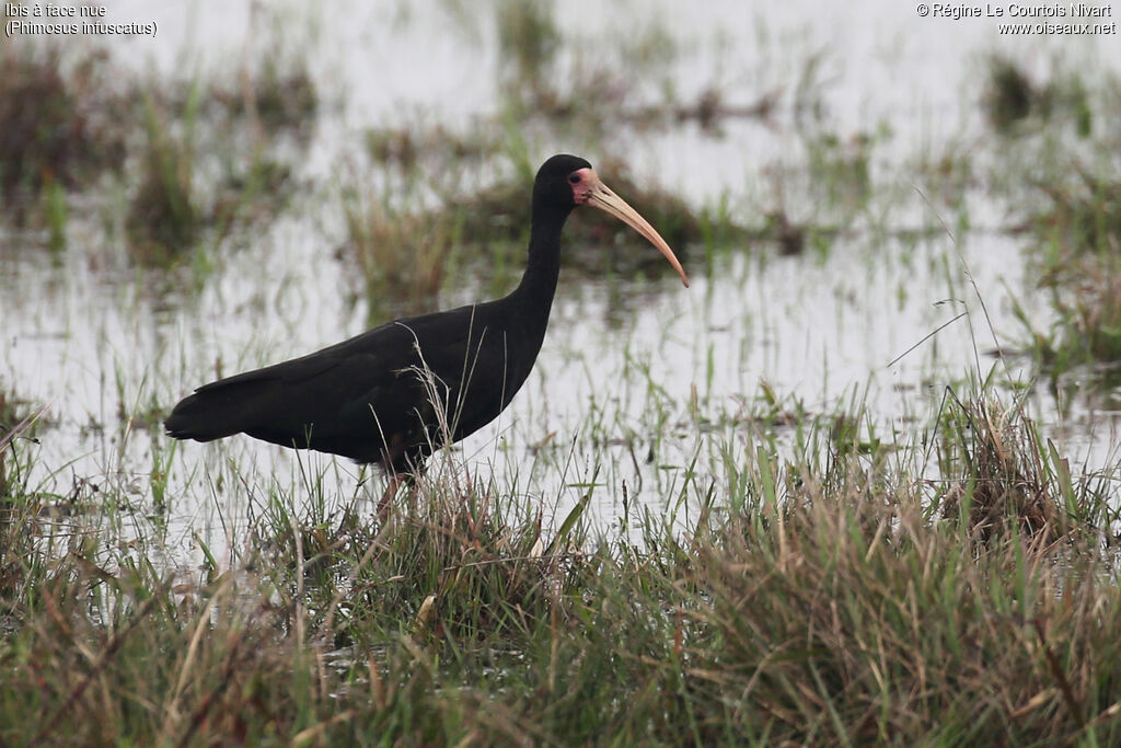 Bare-faced Ibis