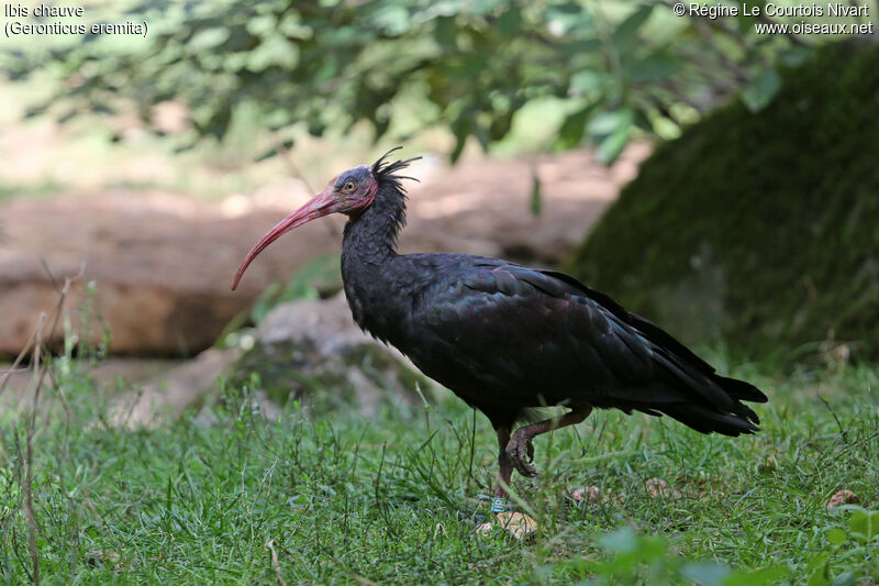 Northern Bald Ibis