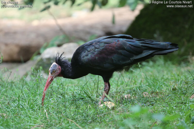 Northern Bald Ibis