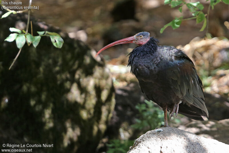 Northern Bald Ibis