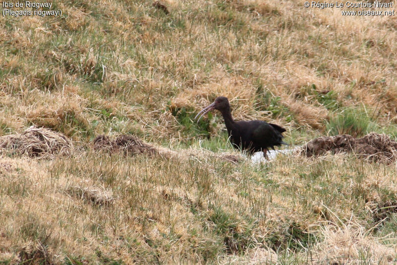 Puna Ibis