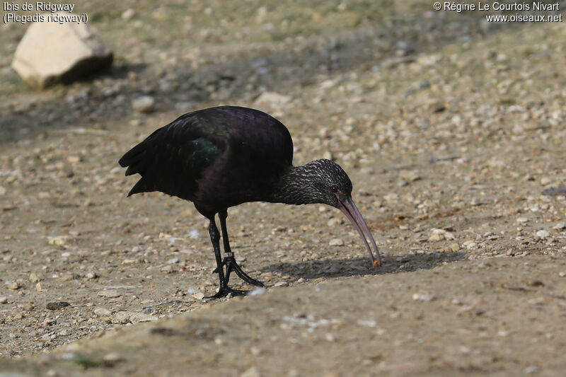 Puna Ibis