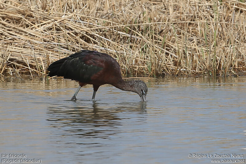 Ibis falcinelle