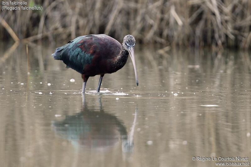 Ibis falcinelle