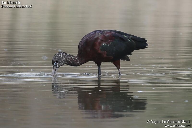 Ibis falcinelle