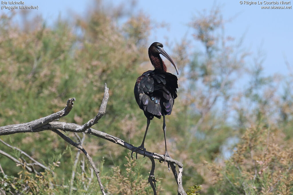 Glossy Ibis