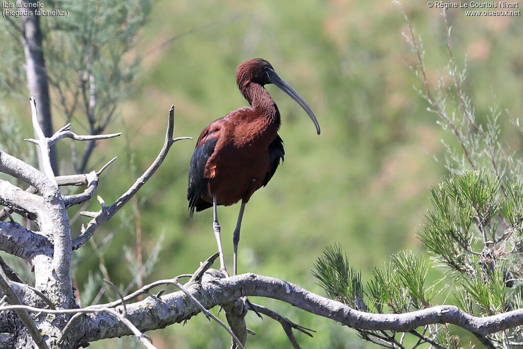 Glossy Ibis