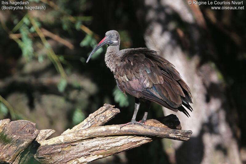 Ibis hagedash