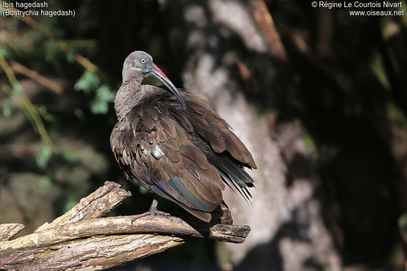 Ibis hagedash