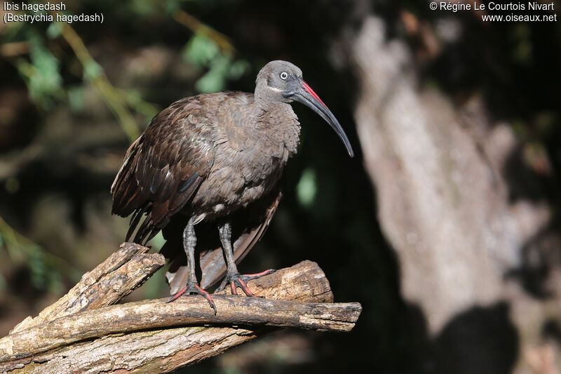 Ibis hagedash