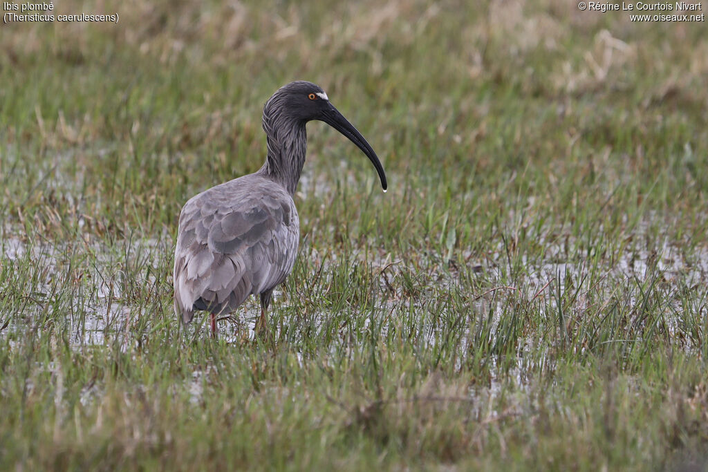 Ibis plombé