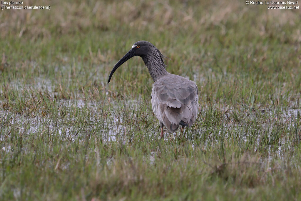 Ibis plombé