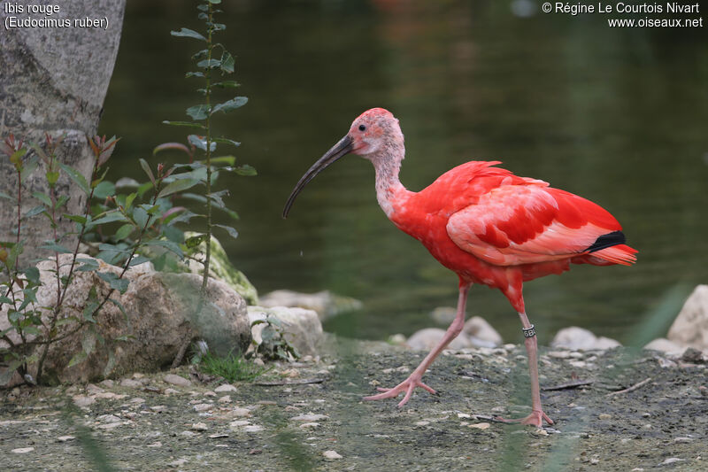 Ibis rouge