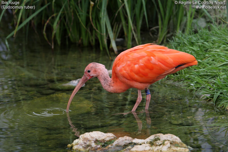 Ibis rouge