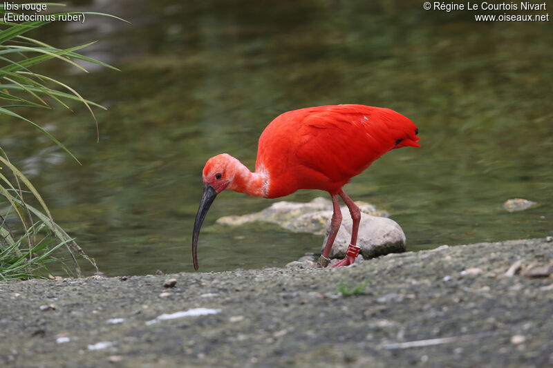 Scarlet Ibis