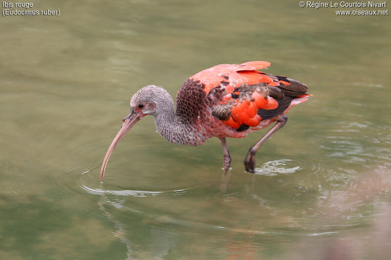 Ibis rougeimmature